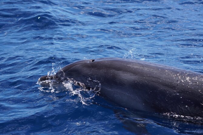 Dolphin Observation In A Small Group On A Silent Hybrid Boat - What’s included onboard (and what keeps the trip easy)