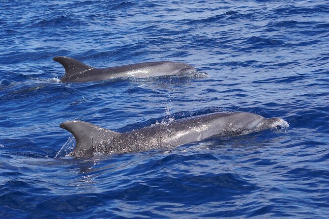 Dolphin Observation In A Small Group On A Silent Hybrid Boat - Group size and the comfort factor