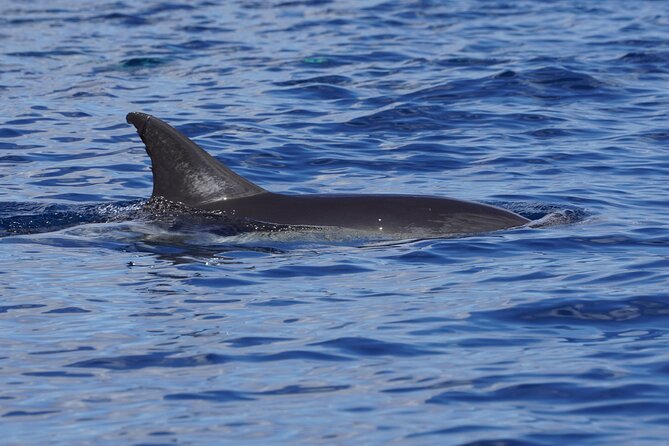 Dolphin Observation In A Small Group On A Silent Hybrid Boat - Price and value: what you get for about $102