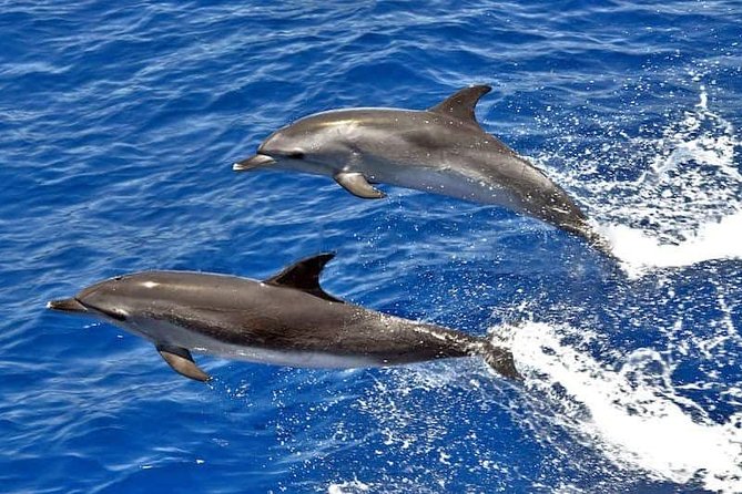Dolphin Searching Tour in Puerto de Mogán ("KEEPER UNO" Boat) - Key highlights you will feel on day one