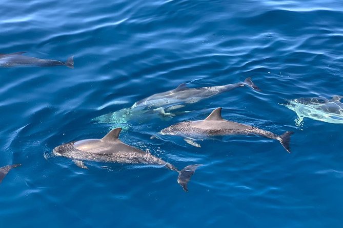 Dolphin Searching Tour in Puerto de Mogán ("KEEPER UNO" Boat) - Dolphins, whales, and what success actually looks like