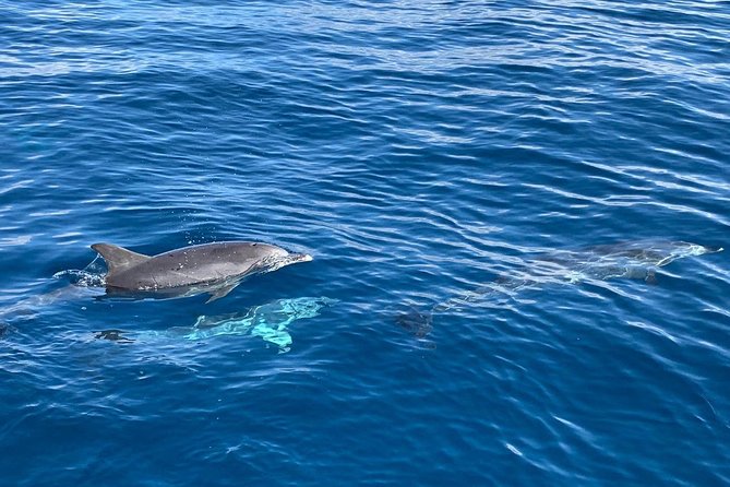 Dolphin Searching Tour in Puerto de Mogán ("KEEPER UNO" Boat) - Lunch and soft drinks: good value, with small caveats