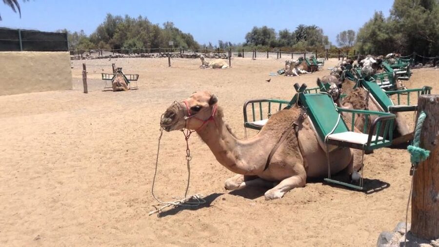 E-Bike City Tour included Camel Tour inside Maspalomas Dunes - The family setup: baby seat rules you should read twice