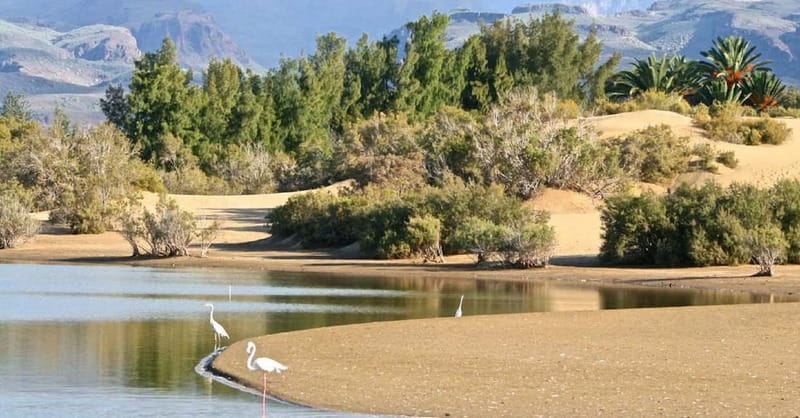 E-Bike CitySightseeing: Maspalomas, Playa Ingles, Meloneras - First stop: Maspalomas Dunes and Oasis birdwatching
