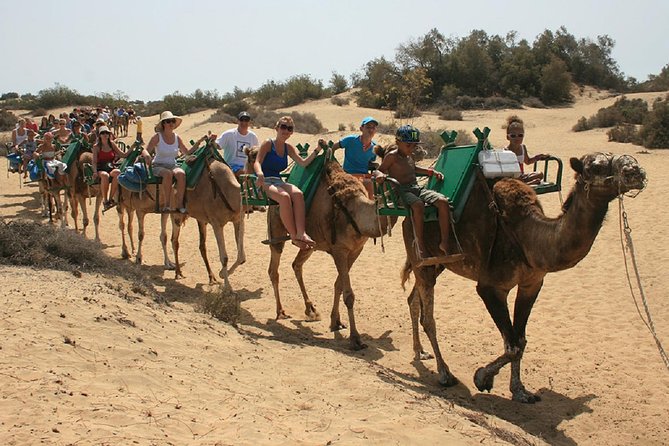 e-Scooter City Tour + Camel Ride inside Maspalomas Dunes - The Oasis and Charca lagoon: birdwatching that feels specific