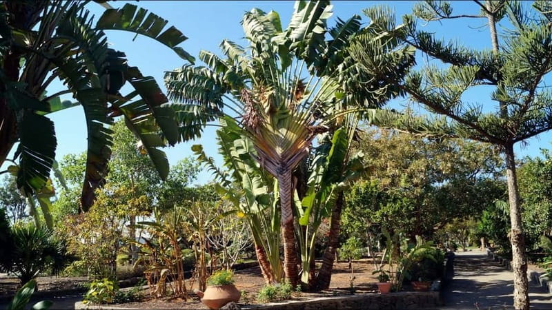 e-Scooter City Tour + Camel Ride inside Maspalomas Dunes - Expert local guiding: what to listen for