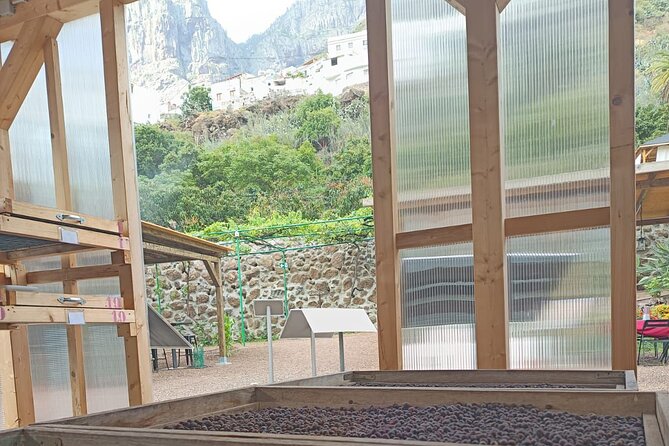 Explore Gran Canaria’s Coffee at Finca Los Castaños - Key things to know before you go