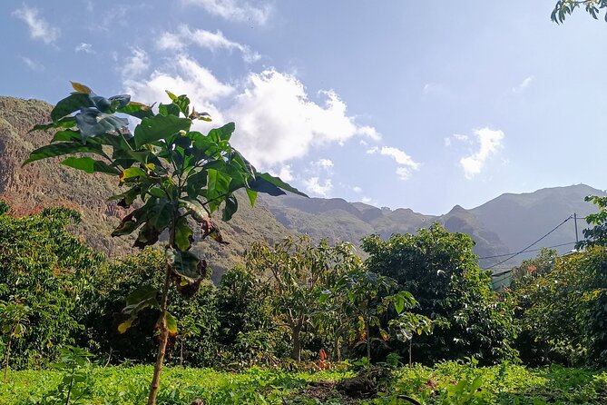 Explore Gran Canaria’s Coffee at Finca Los Castaños - Inside Finca Los Castaños: plant to roasted bean, step by step