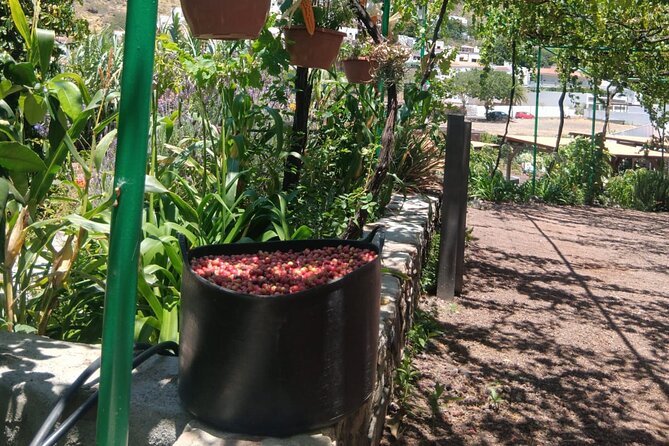 Explore Gran Canaria’s Coffee at Finca Los Castaños - What the tour is like in 40 to 60 minutes