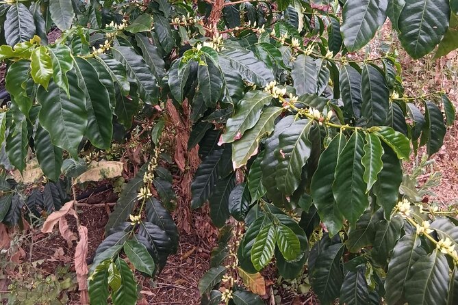 Explore Gran Canaria’s Coffee at Finca Los Castaños - Price and value: is $23.66 for a coffee farm tour a fair deal?