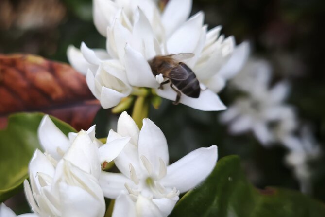 Explore Gran Canaria’s Coffee at Finca Los Castaños - Weather, waiting, and language notes to keep your day easy