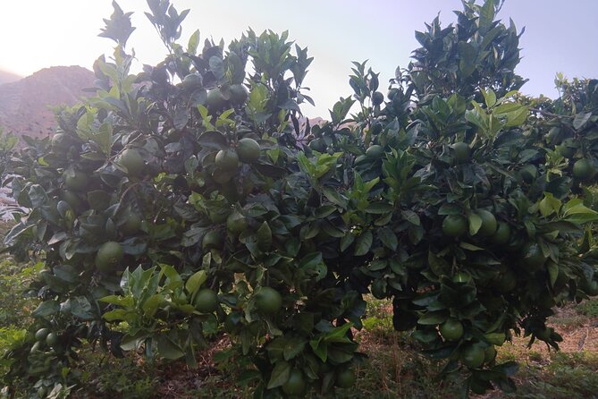 Explore Gran Canaria’s Coffee at Finca Los Castaños - Getting there: near public transportation, with a mobile ticket