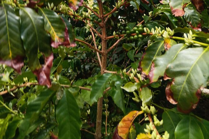 Explore Gran Canaria’s Coffee at Finca Los Castaños - Who should book this coffee farm experience?