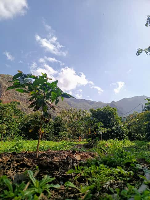 Finca Los Castaños: Agaete Valley Coffee Tour & Tasting - Key Highlights to Know Before You Go
