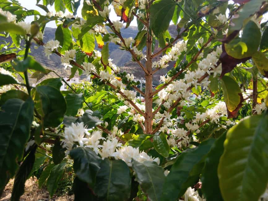 Finca Los Castaños: Agaete Valley Coffee Tour & Tasting - Coffee in Gran Canaria, Grown Traditionally in Agaete Valley