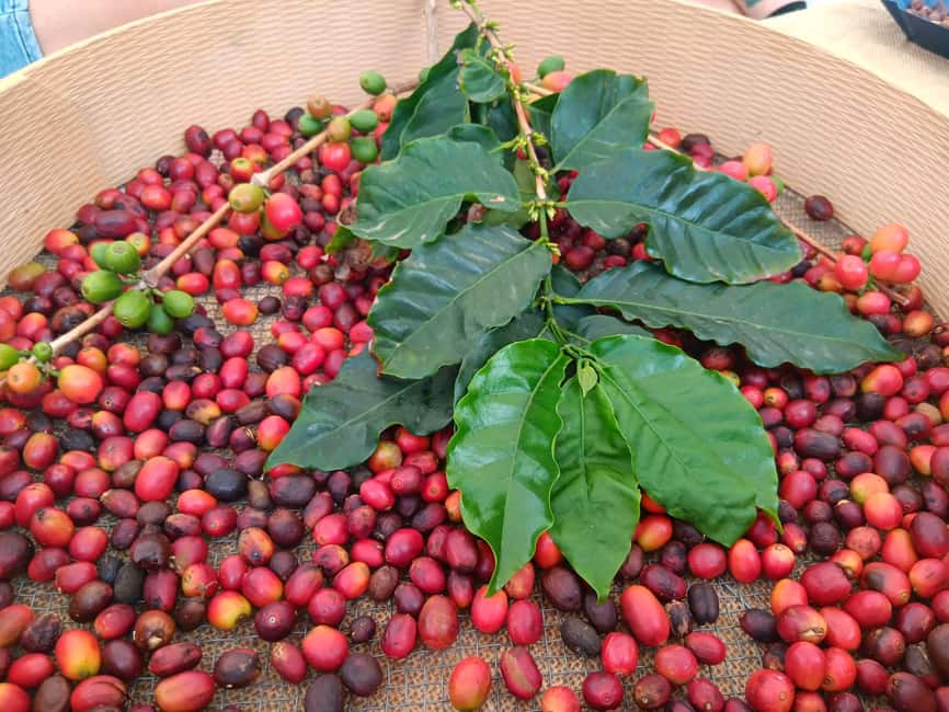 Finca Los Castaños: Agaete Valley Coffee Tour & Tasting - The 1-Hour Guided Walk Through Coffee Fields