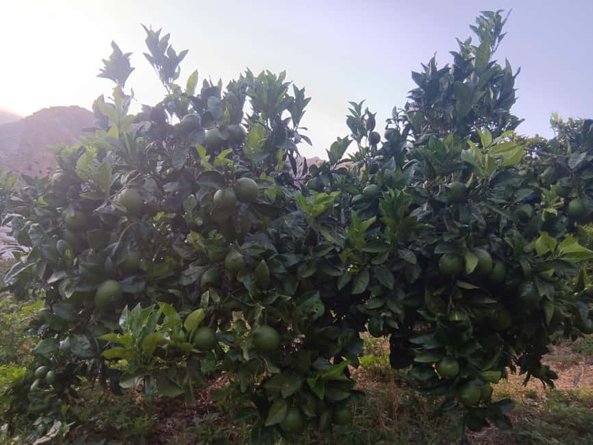 Finca Los Castaños: Agaete Valley Coffee Tour & Tasting - Seed-to-Cup Lessons and the Volcanic Flavor Connection