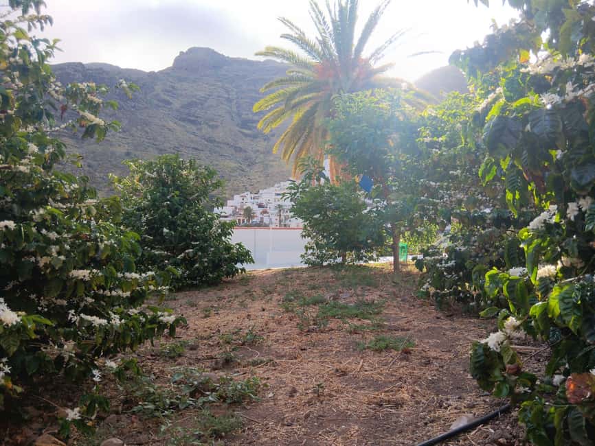 Finca Los Castaños: Agaete Valley Coffee Tour & Tasting - The Farm Shop for Coffee, Jams, and Handmade Local Finds