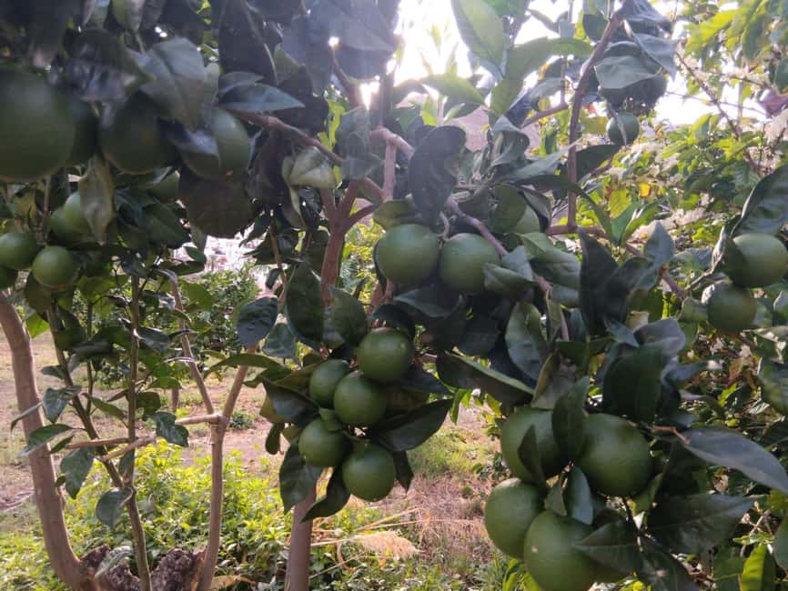Finca Los Castaños: Agaete Valley Coffee Tour & Tasting - What This Tour Costs, and What You Actually Get for $23