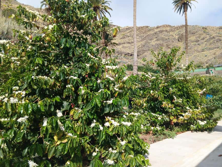 Finca Los Castaños: Agaete Valley Coffee Tour & Tasting - Who Should Book This Agaete Valley Coffee Tour, and Who Might Skip It