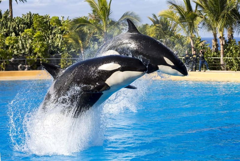 From Gran Canaria: Day Trip to Loro Parque Tenerife - The big idea: why this day trip is worth the effort