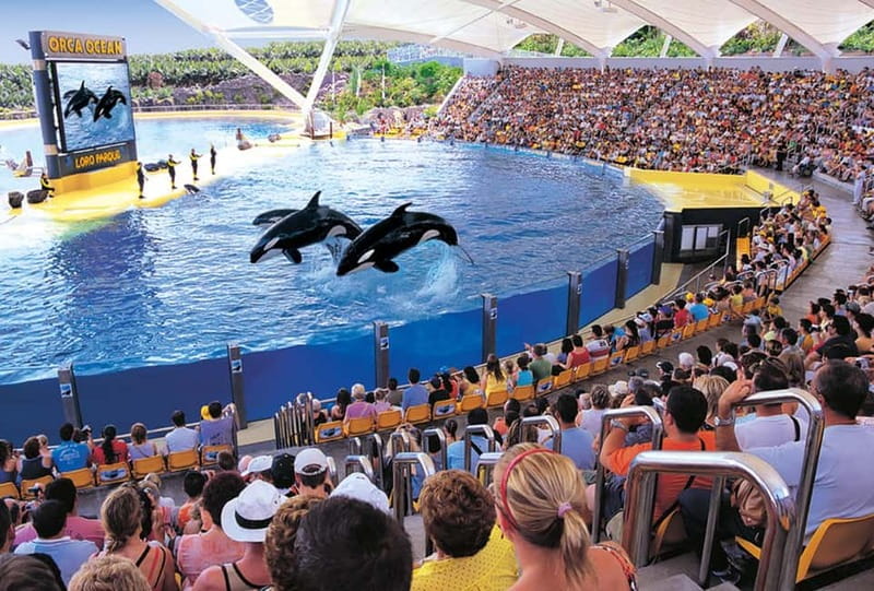 From Gran Canaria: Day Trip to Loro Parque Tenerife - Should you book this day trip?