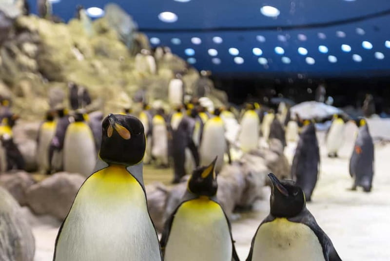 From Gran Canaria: Day Trip to Loro Parque Tenerife - Gran Canaria to Tenerife: the ferry timing that keeps the day fun