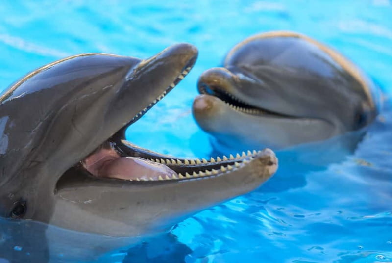 From Gran Canaria: Day Trip to Loro Parque Tenerife - Inside the park: what you should expect from Loro Parque