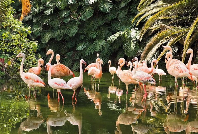 From Gran Canaria: Day Trip to Loro Parque Tenerife - Price and value: is $212 a fair deal?