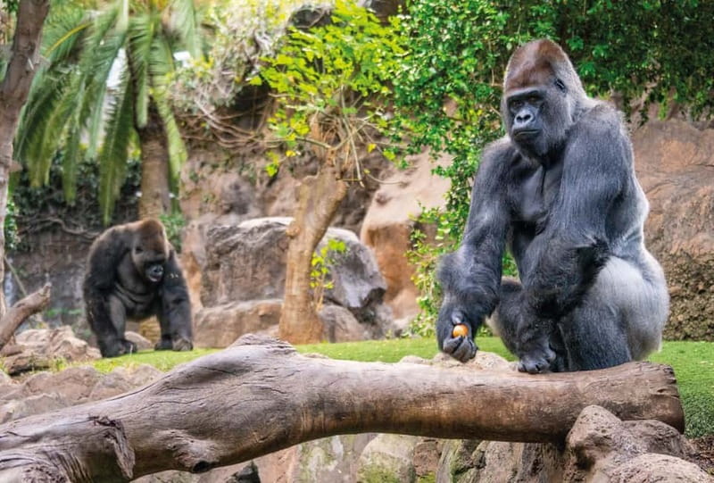 From Gran Canaria: Day Trip to Loro Parque Tenerife - What to bring, so you do not lose the day