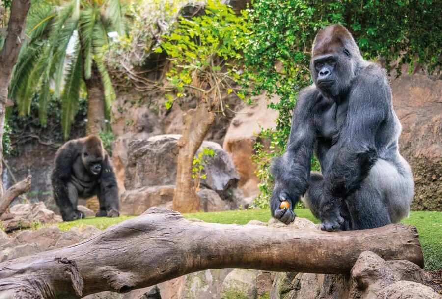 From Gran Canaria: Day Trip to Loro Parque Tenerife - Best fit: who this day trip suits best