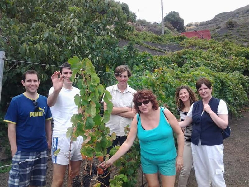 From Las Palmas: Half day tour Volcano Bandama & Vineyard - Old Vineyard Area and Wine Museum: More Than a Quick Tastings Stop