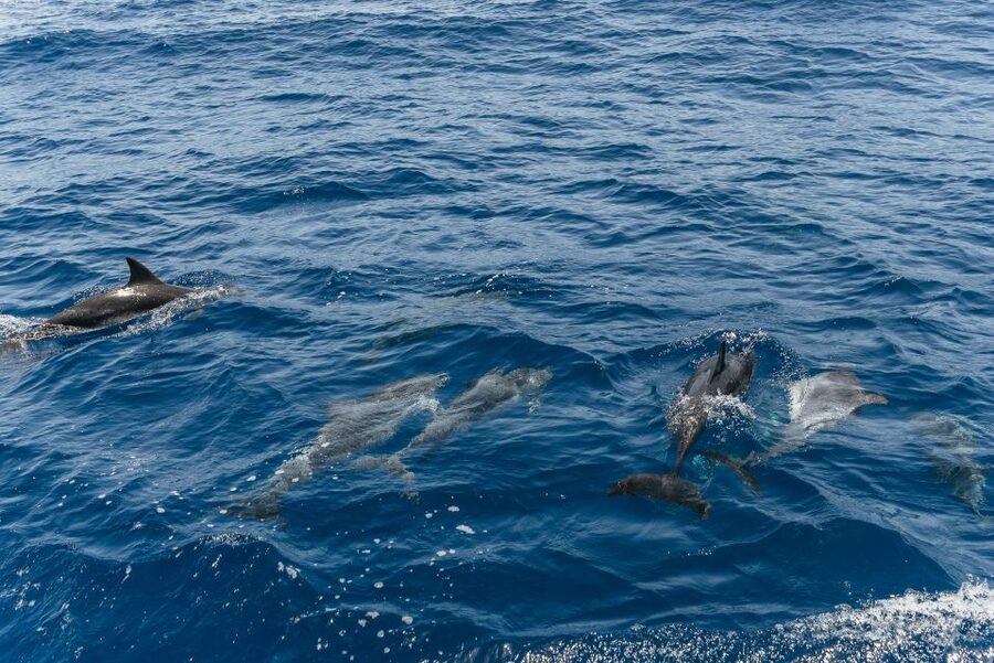 From Puerto Rico de Gran Canaria: Dolphin Watching Cruise - Price and value: is $47 a good deal