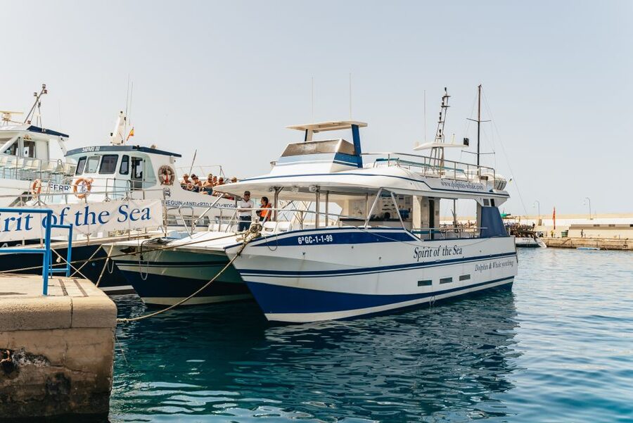 From Puerto Rico de Gran Canaria: Dolphin Watching Cruise - Why Gran Canaria’s southwest is good dolphin country