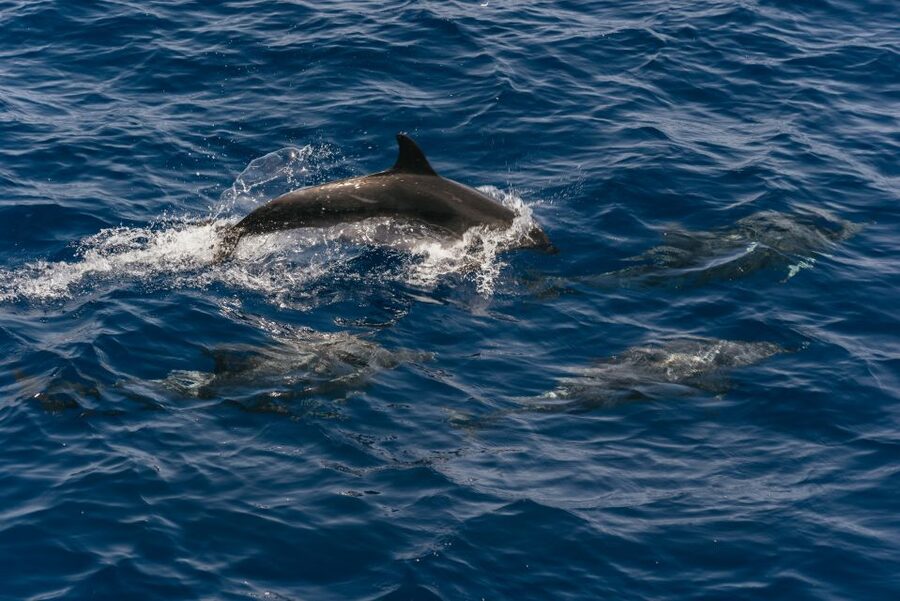 From Puerto Rico de Gran Canaria: Dolphin Watching Cruise - Meeting the day: bus transfers and where you actually start