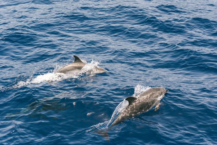 From Puerto Rico de Gran Canaria: Dolphin Watching Cruise - If you get seasick: plan like a pro before you board