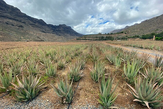 Full-Day Gran Canaria Tour with Teror, Tejeda and Lunch in Fataga - A smart route: north village charm to south heat and back again