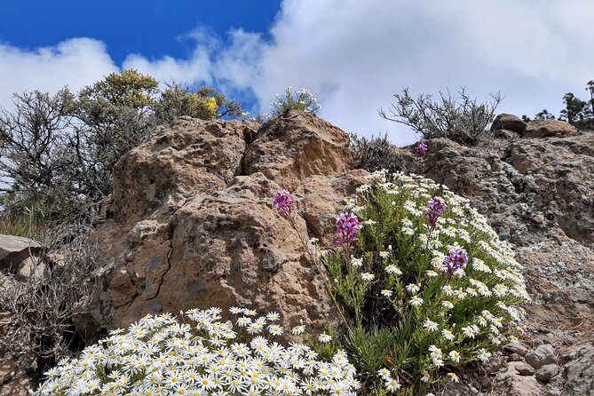 Full day Hiking Gran Canaria Peaks of Gran Canaria - What the hiking day actually feels like on the ground