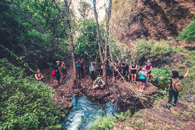 Full Day Rainforest Tour with Tasting and Swimming Time ツ - What this day trip really feels like