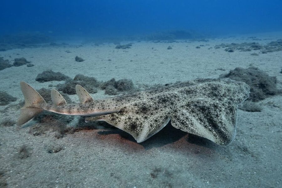 Gran Canaria: 3-Day Open Water Diver Course - Key things you will notice right away