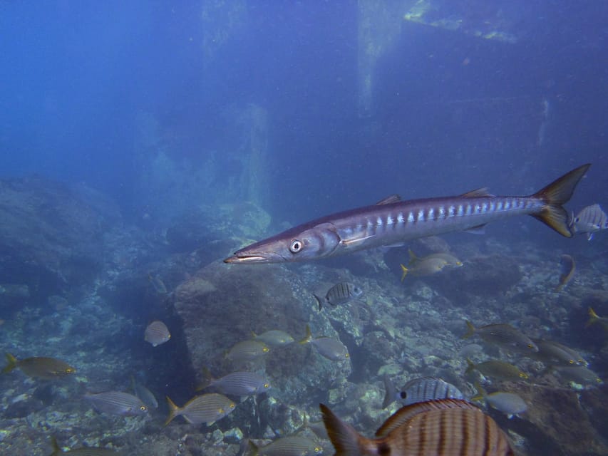 Gran Canaria: 3-Day Open Water Diver Course - Instructor Team and Safety Feel, Plus the Language Reality
