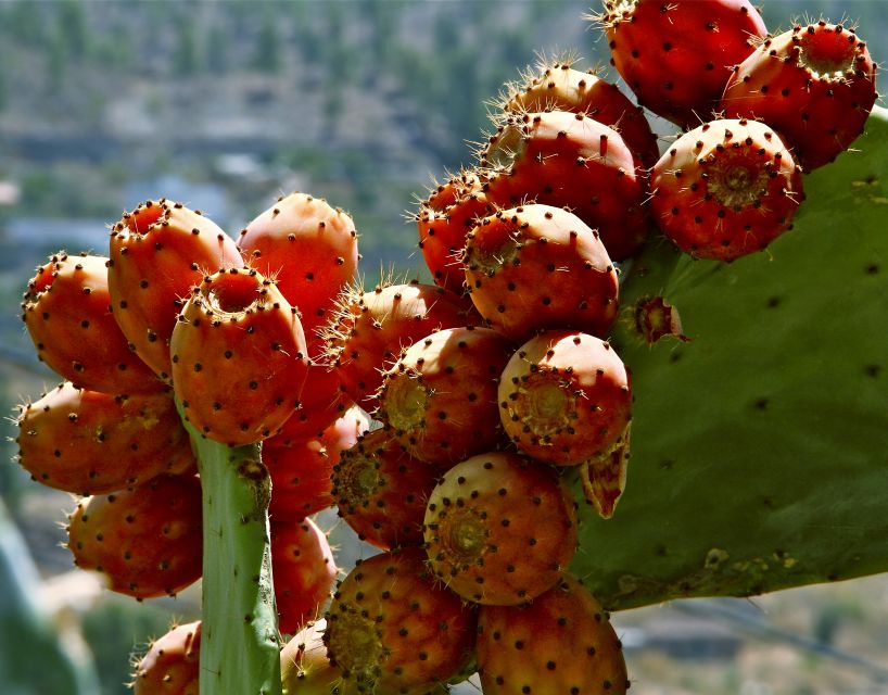 Gran Canaria: 6-Hour Teror and San Mateo Markets Tour - Why Teror and Vega de San Mateo make a great market pair