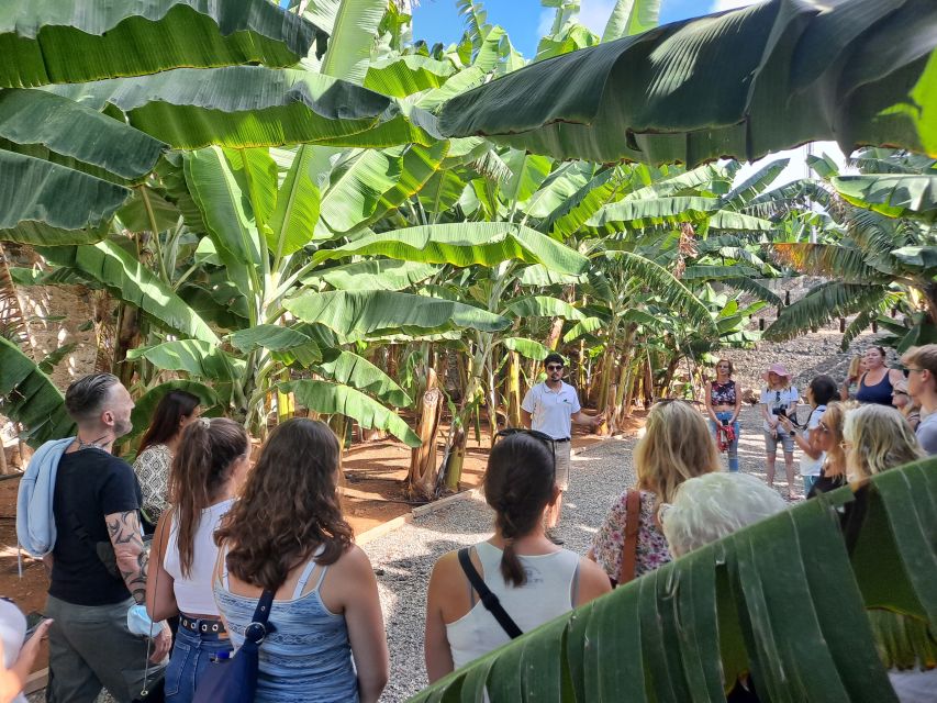 Gran Canaria: Banana World Guided Tour & Tasting - Museo del Platano: the smart warm-up before you walk the fields
