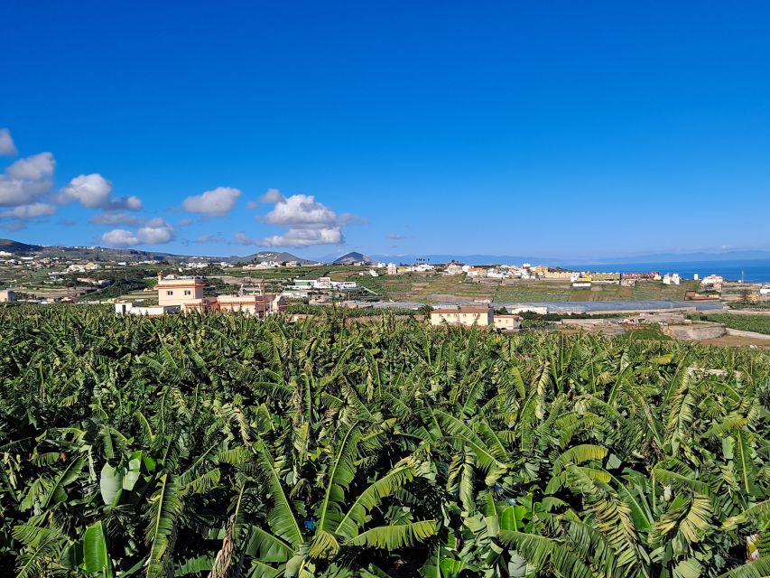 Gran Canaria: Banana World Guided Tour & Tasting - The Interpretation Center and shop in the 1804 house