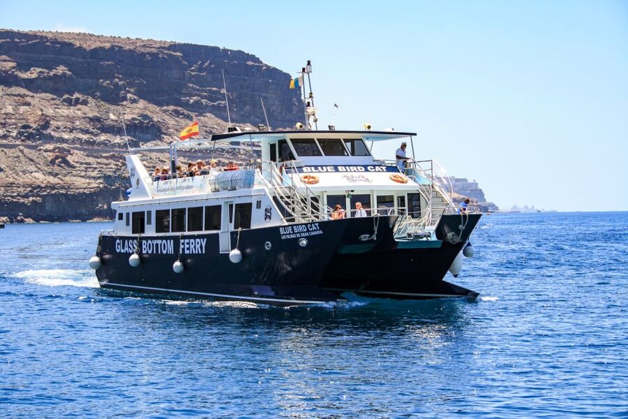 Gran Canaria: Catamaran Dolphin Watch Cruise with Snorkeling - Key highlights to know before you go
