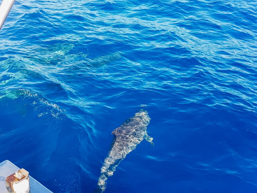 Gran Canaria: Catamaran Dolphin Watch Cruise with Snorkeling - What you actually get for $44: value breakdown that makes sense