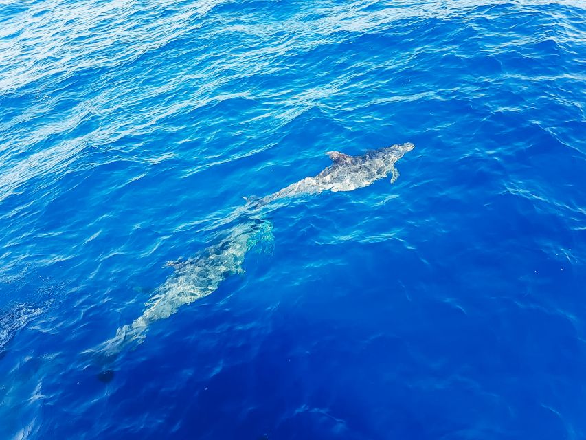 Gran Canaria: Catamaran Dolphin Watch Cruise with Snorkeling - Seas and comfort: who will enjoy this cruise most