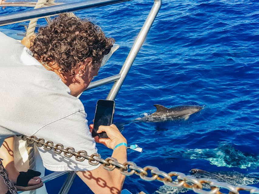 Gran Canaria: Catamaran Dolphin Watch Cruise with Snorkeling - The good, the possible letdowns, and how to judge this trip