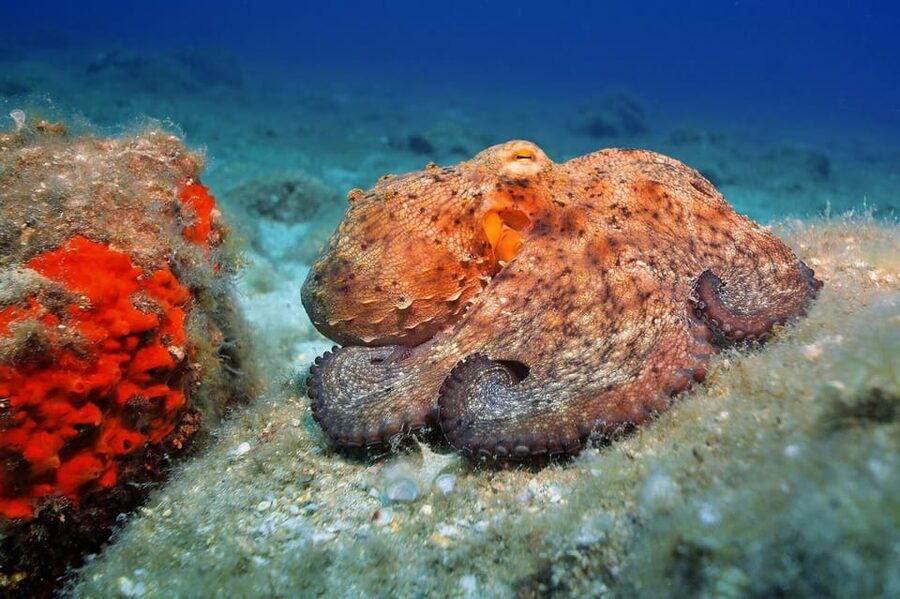 Gran Canaria: Discover Scuba Diving Beginner Program - Equipment, insurance, and why the small group matters