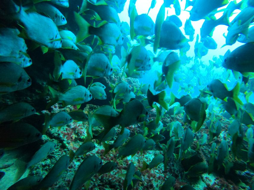 Gran Canaria: Discover Scuba Diving - Free Transfers - Price and value: why $105 can feel fair